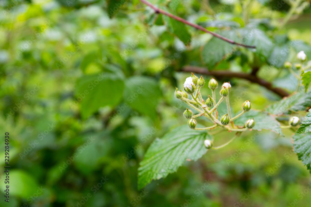 Several buds of a blackberry bush after a morning shower with the branches and leaves in the background. Several buds of a blackberry bush after a morning shower with the branches and leaves in the background.