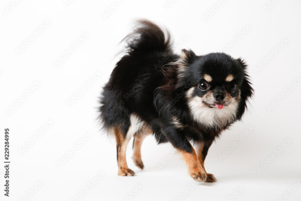 Chihuahua dog standing on white studio background