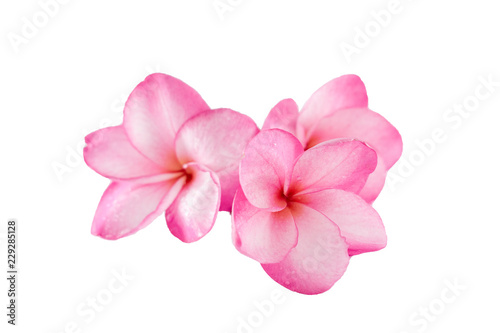 Isolated plumeria flower on the white background.