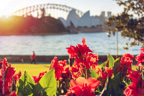Bright red canna lily flowers with Sydney landmarks on the background photo