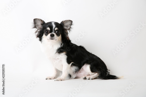 Chihuahua dog sitting on white studio background © Kitti bowornphatnon