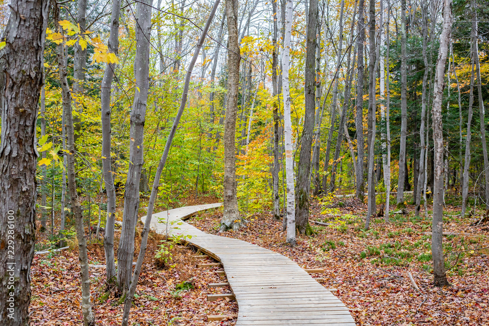 Beautiful Fall Hiking Path