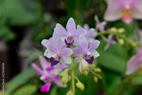 The orchid in full bloom