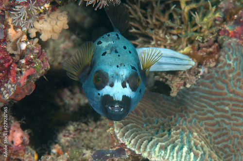 Blackspotted puffer  Arothron nigropunctatus   swimming over coral reef of Bali  Indonesia   face to face.