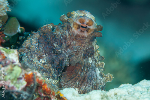 Common reef octopus (Octopus cyanea) among corals of Bali, Indonesia