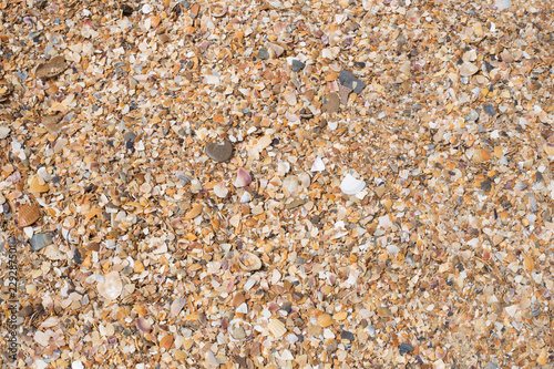 sand and seashell background