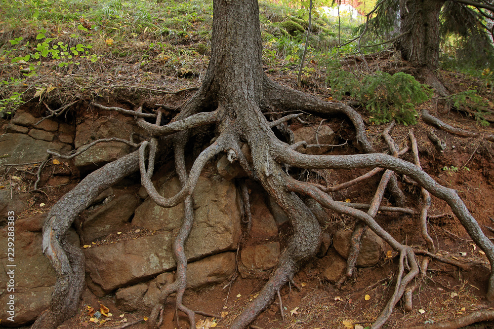 bare roots of trees growing on rocks bare roots of trees growing on rocks