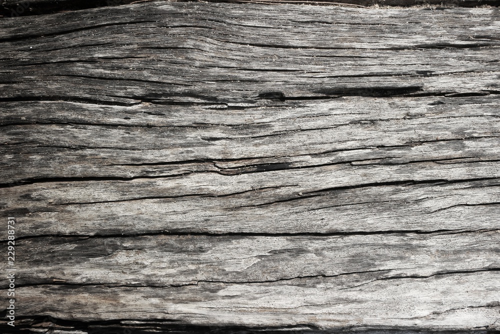Fototapeta premium Texture of Bark and sand.
