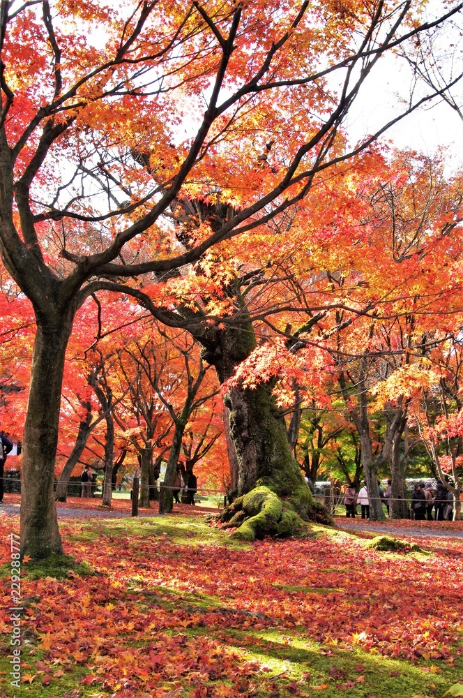 Autumn leaves of Tofuku-ji Temple in Higashiyama Ward, Kyoto,Japan.