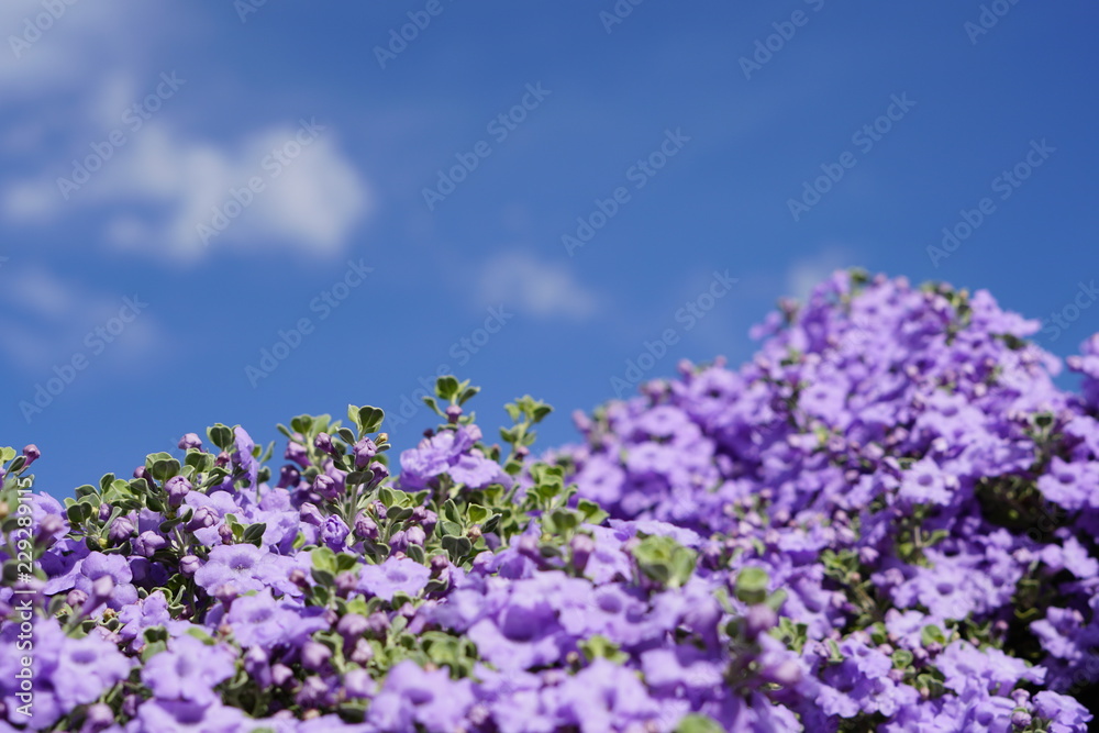 Outdoors in nature. Clean air. Fresh oxygen. Outdoors in nature. Clean air. Fresh oxygen.