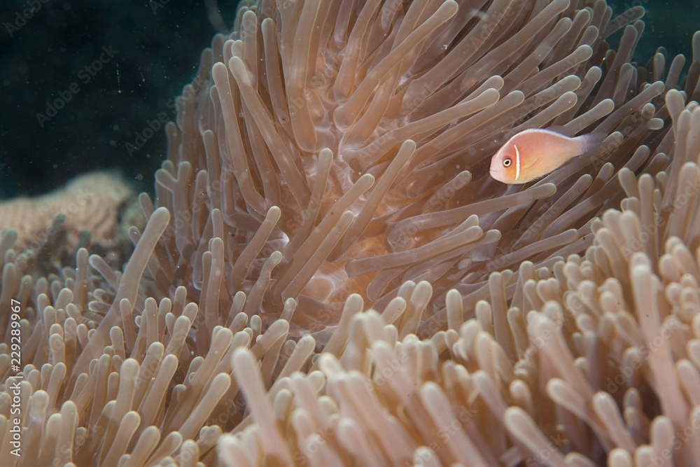 Clownfish with Anemone Clownfish with Anemone