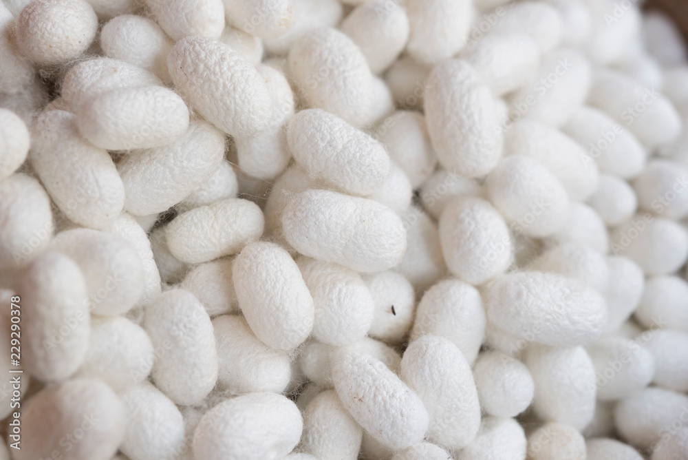 Closeup white cocoon details the nature of the cocoon shell Closeup white cocoon details the nature of the cocoon shell