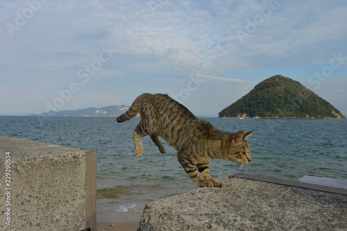 日本の香川県さなぎ島の猫 © sido