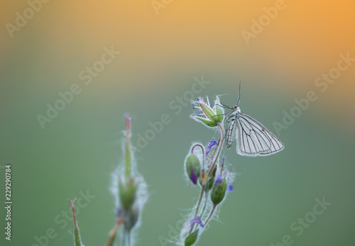 Black-veined moth, Siona lineata resting on wood cranesbill in sunrise a summers day photo