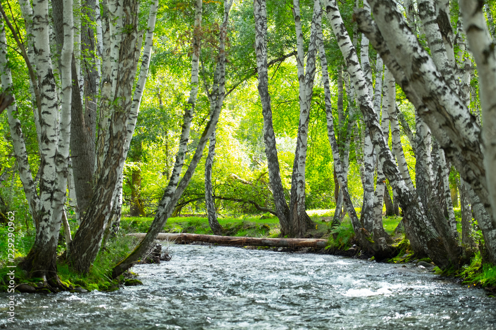 Obraz premium Bright forest with birches and small rapid river. Altai, Russia
