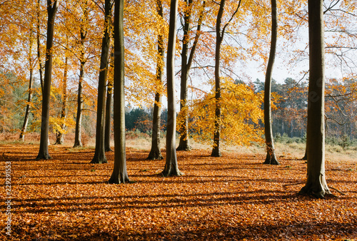 Autumnal Beech tree woodland. Norfolk, UK.