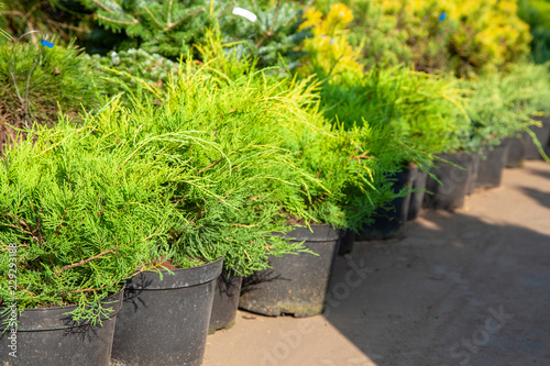 Saplings of bushes and coniferous trees in pots in plant nursery. Shop of plants, garden store