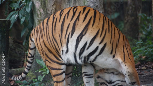 Panthera the malayan tiger