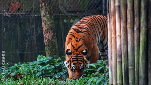 Panthera the malayan tiger
