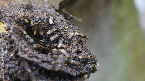 Stingless honey bee photo