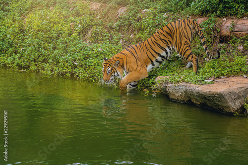 Bengal Tiger walking in to water in the zoo.