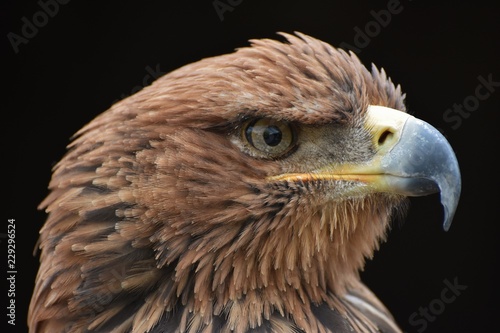 Tawny Eagle (Aquila rapax) © michaelfitz