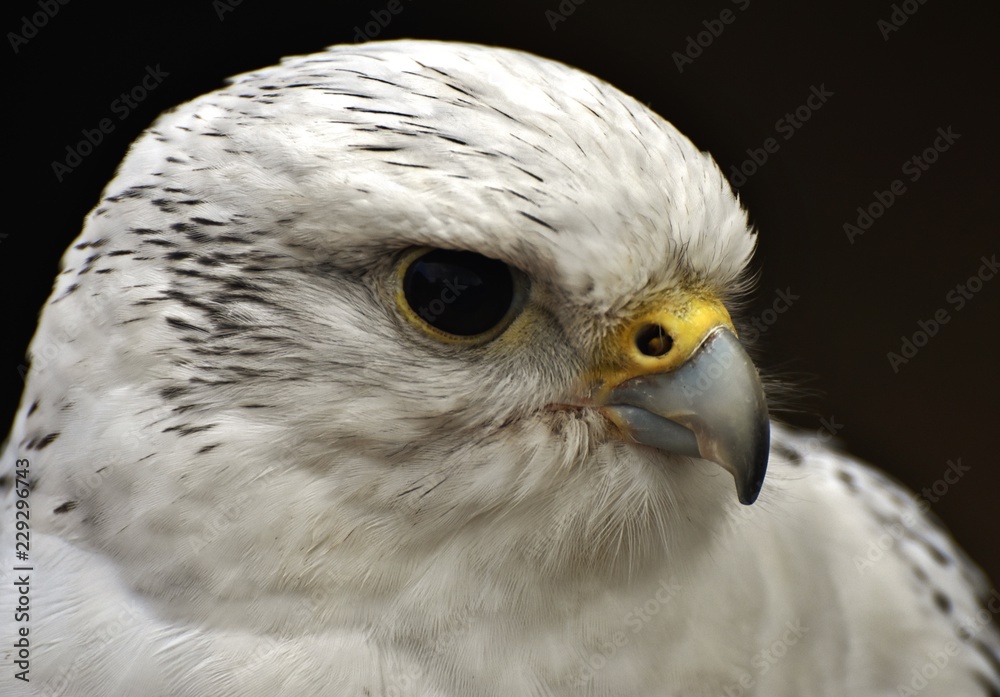 Obraz premium A white Gyrfalcon (Falco rusticolus)