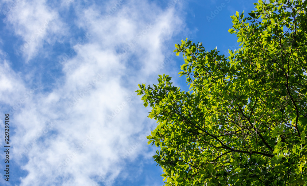 Part of green tree beneath blue sky with few clouds background. Copy space, under view of the plant. Part of green tree beneath blue sky with few clouds background. Copy space, under view of the plant.