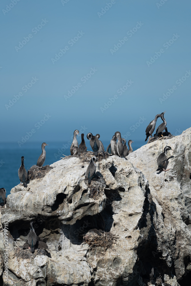 Spotted shags on a rock in New Zealand 5