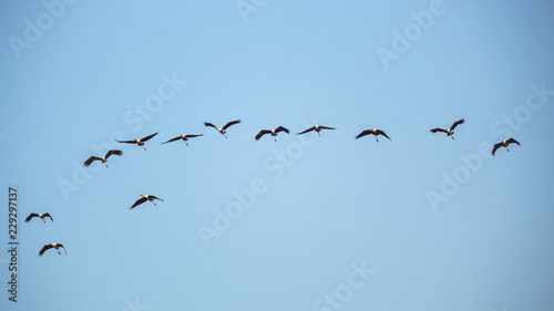 Flock of birds flying in blue sky