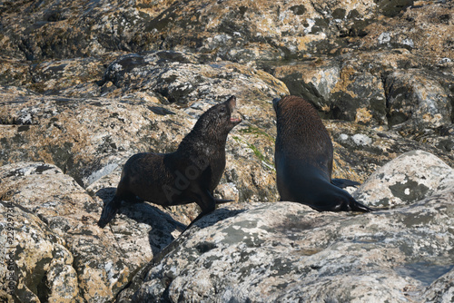 Ohau Point New Zealand Fur Seal 40