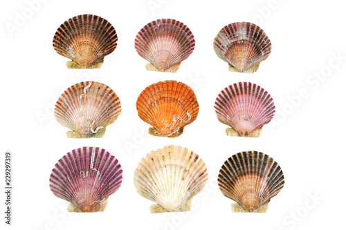 colorful shells isolated on the white background