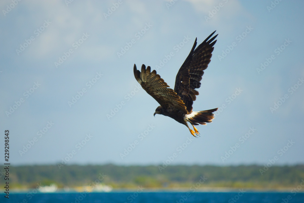 Fototapeta premium Águila
