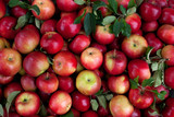 red apples background