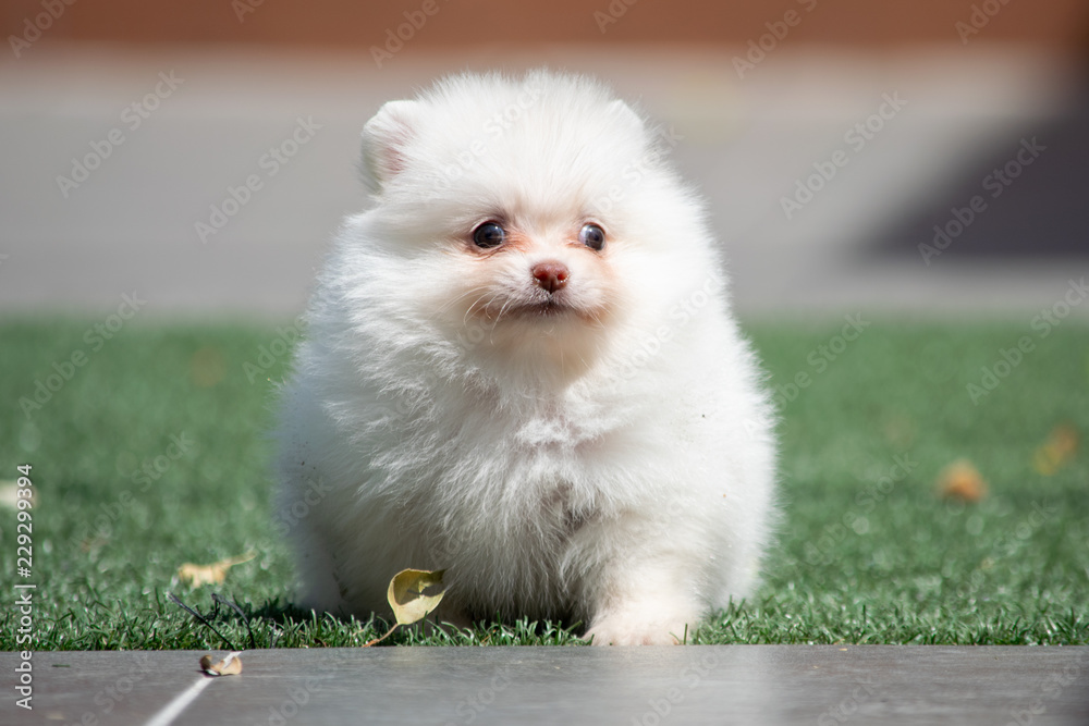 Φωτογραφία pomerania crema claro hembra
