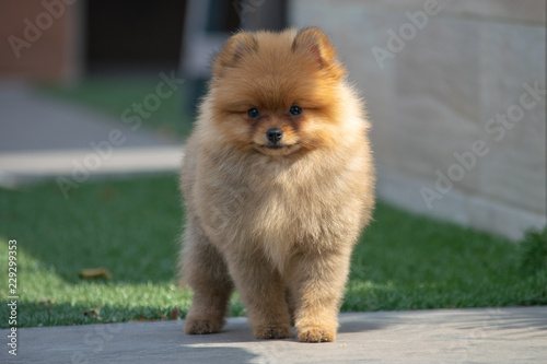 pomerania macho naranja 