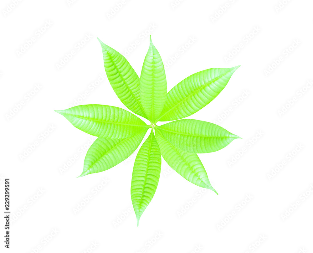 Top view young green leaf of mango tree isolated on white backgroun with clipping path Top view young green leaf of mango tree isolated on white backgroun with clipping path
