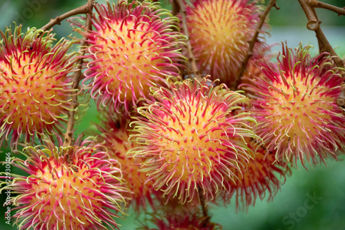 Rambutans fruits on tree branch at outdoor of orchard in Rayong  Thailand