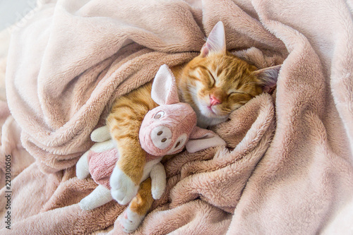 red cat lies resting paw with a pink pad soft sleep