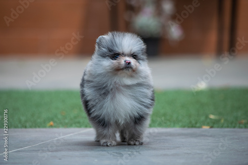 pomerania hembra azul mirlo
