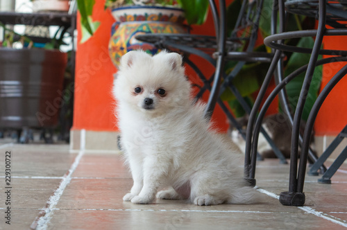 pomerania hembra blanca