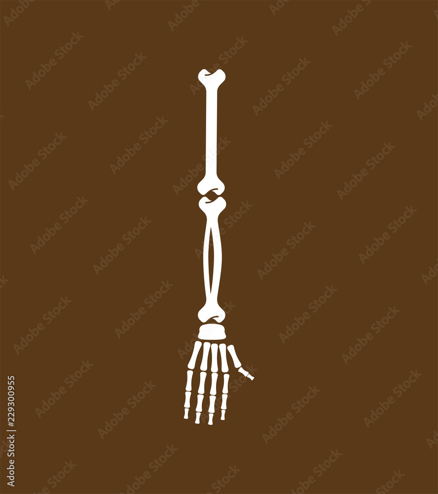 Arm bone. Skeleton anatomy human. Skeletal system cross section. vector