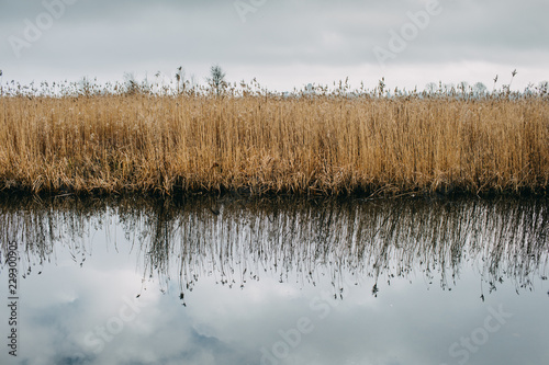 Swamp on a cloudy day photo