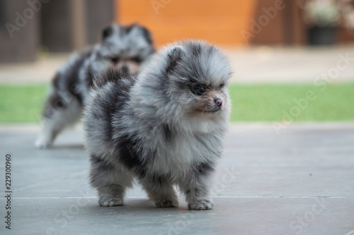 pomerania hembra azul mirlo