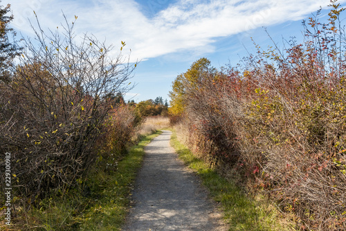 gravel path in side forest lead out of the bushes under cloudy blue sky