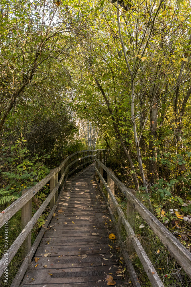 wooden bridge lead deep into the forest wooden bridge lead deep into the forest