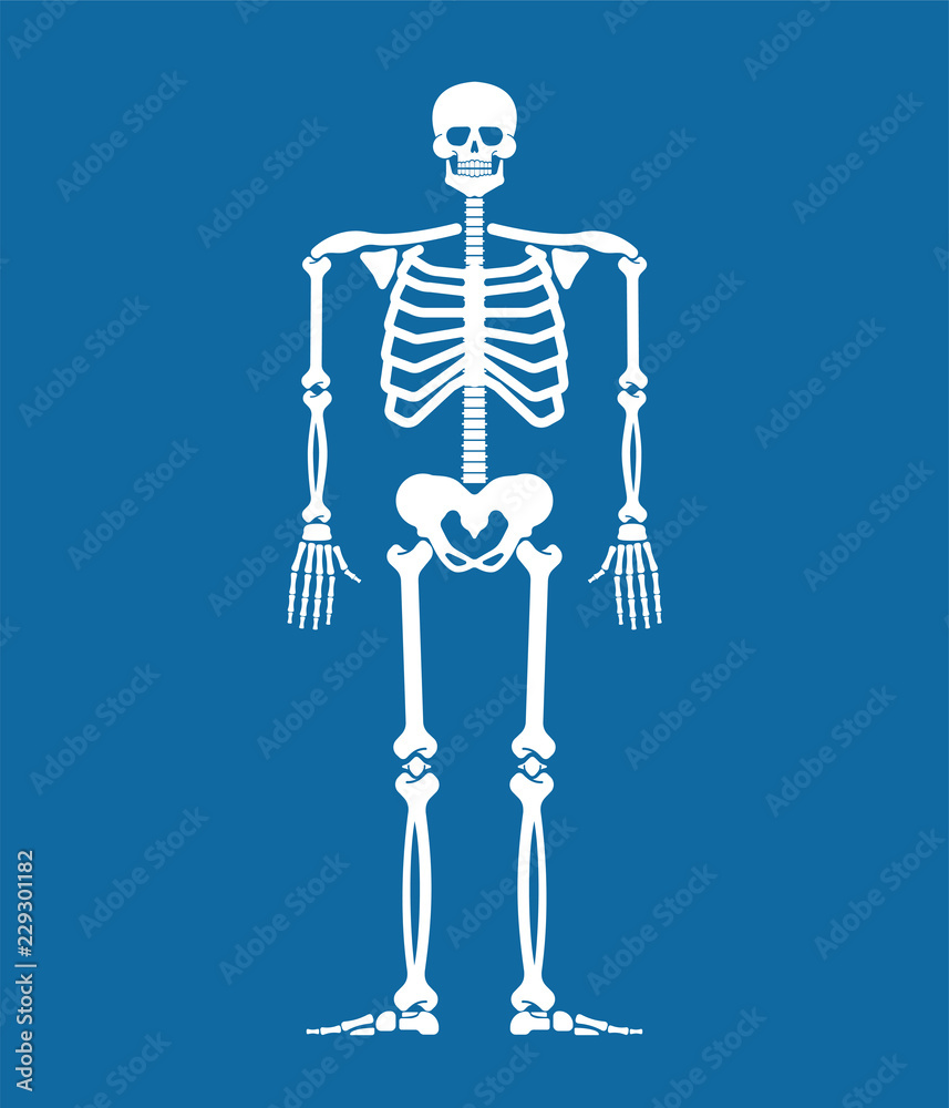 Skeleton anatomy human. Skeletal system cross section. Bones and skull ...