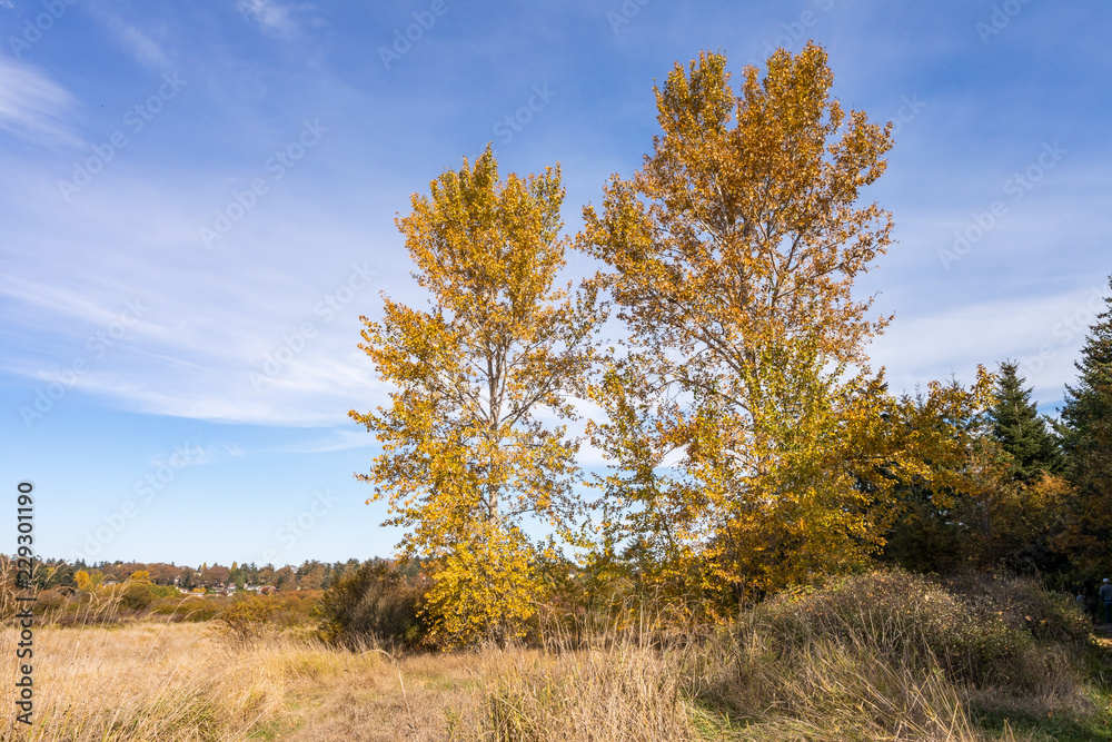 two trees with yellow leaves on an open filed under blue sky on an autumn sunny day two trees with yellow leaves on an open filed under blue sky on an autumn sunny day