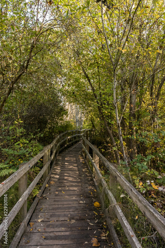 wooden bridge lead deep into the forest