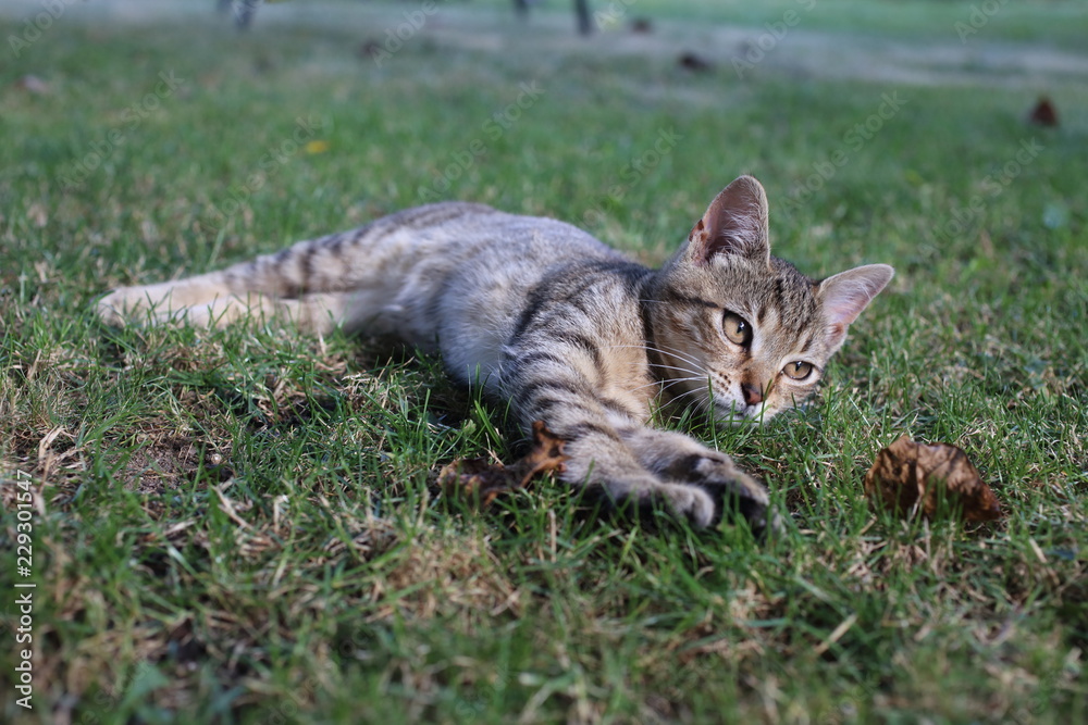 cute striped cat in the grass in the garden cute striped cat in the grass in the garden